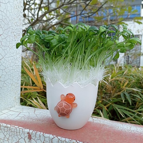 White eggshell plant - eggshell,