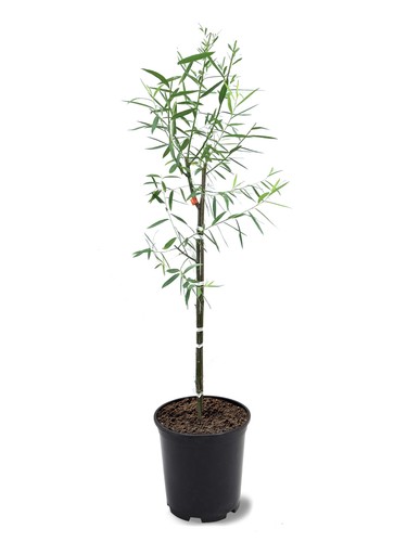 American plant exchange - american,