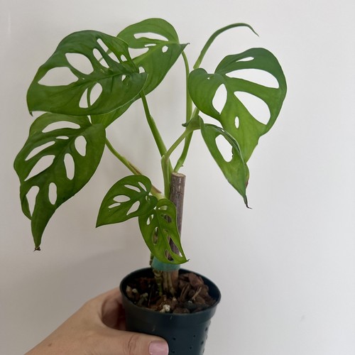 Monstera monkey mask - monstera,