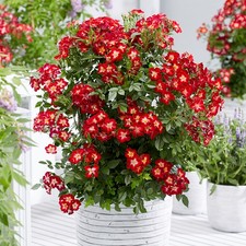Rose Everglow Ruby 9cm Pot