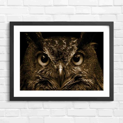Intense orange owl eyes - intense,