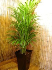 Large Areca Palm Floor Plant @Gloss Black Square Milano Pot Indoor Bamboo Family