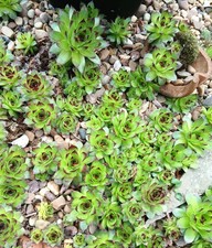5 x Sempervivum  plants