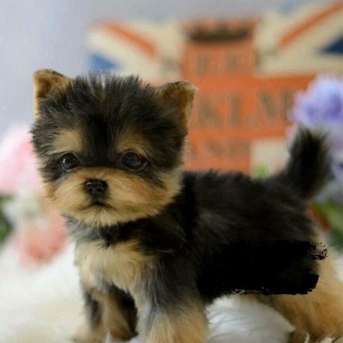 Realistic yorkshire terrier - realistic,