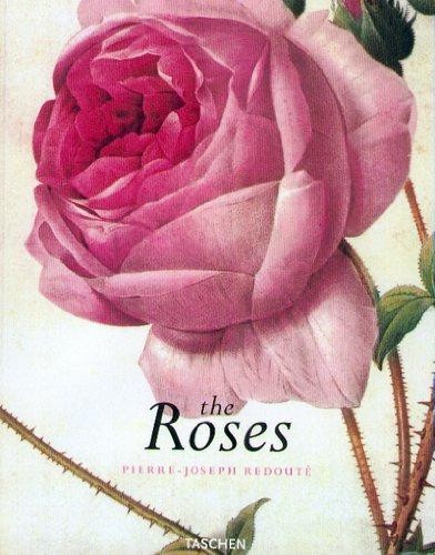 Redoute roses pierre joseph - roses:, pierre-joseph