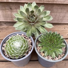 Sempervivum Collection 3 x 9cm