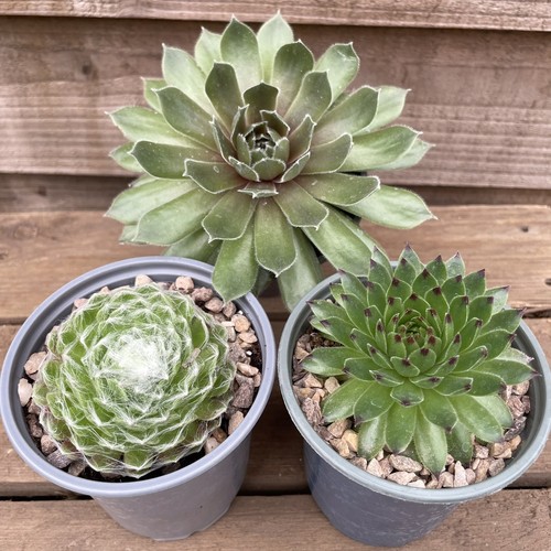 Sempervivum collection 9cm - sempervivum, x
