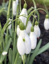 Galanthus little magnet 1 - galanthus, ×1