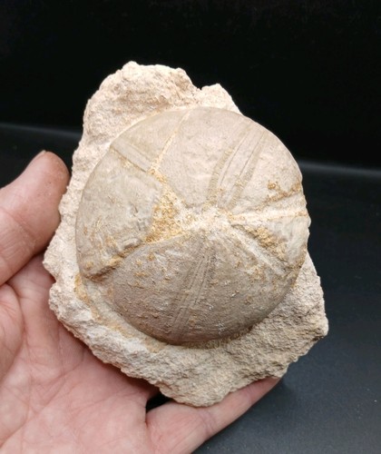 Fossil clypeus plotti echinoid - clypeus,