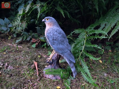 Sparrow hawk vivid arts - vivid,