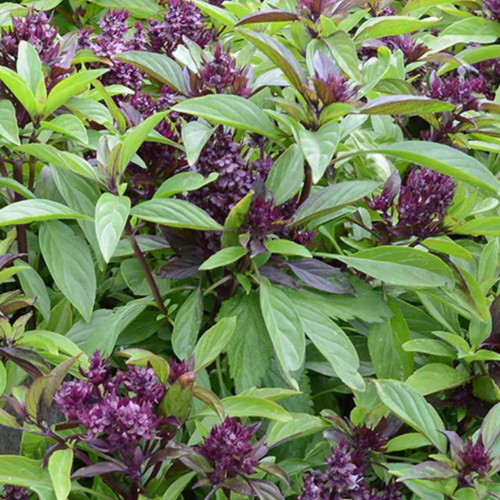 Thai basil seeds 130 - 130, fresh