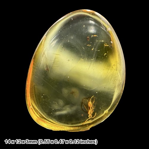 Baltic amber fossil wasp - baltic,