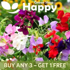 Sweet Pea - ROYAL DREAMS MIXED