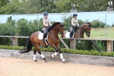 Dressage Training Mirrors -