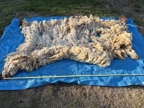 Thick large british milk sheep - british,
