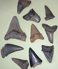Megalodon, Mako, Angustiden Shark Teeth Fossil