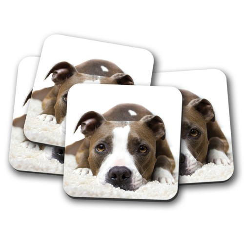 Set pitbull staffy dog - set,
