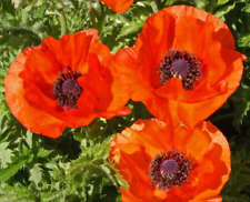 Oriental poppy Papaver orientale bright orange-scarlet 1000 seeds+ FREE LABEL 