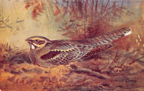 A738 birds type nightjar - type,