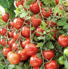 3 X Tumbling Tomato Plug