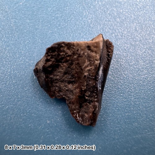 Fossil triceratops tooth