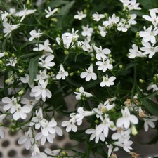 T&M Lobelia White Lady