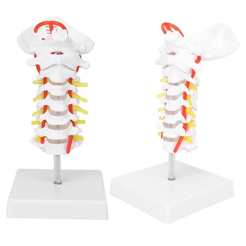Anatomical model classroom - model,