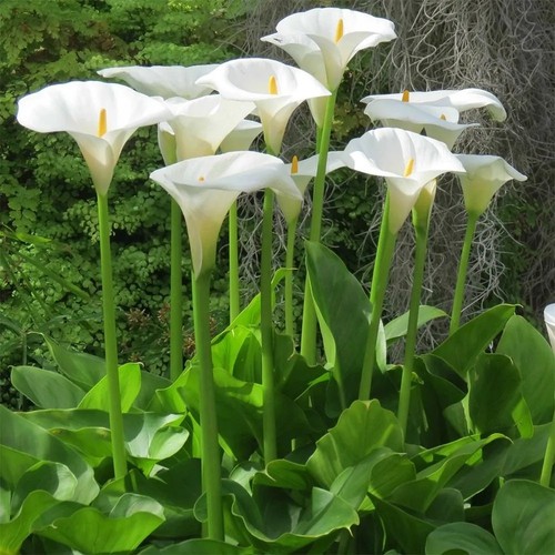 Lily the nile - lily,