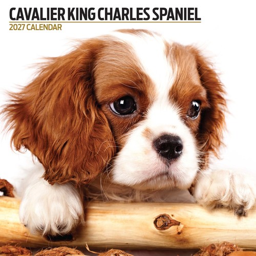 Cavalier king charles - charles, spaniel