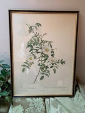 Framed vintage print – Rosa Redutea Glauca by Pierre-Joseph Redoute