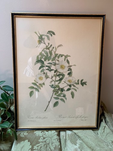 Framed vintage print rosa - vintage,