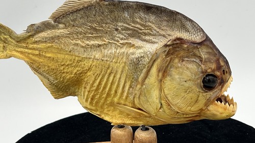 Real taxidermy piranha fish - taxidermy,