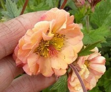 50+  FRESH SEEDS  Geum 'Mai