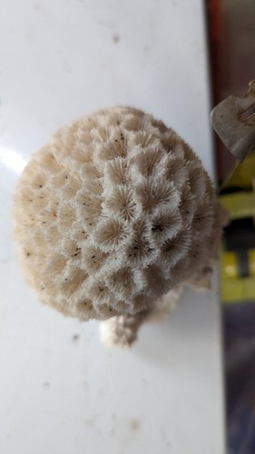 Closed brain coral - closed,