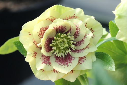 Helleborus hellebore - helleborus,