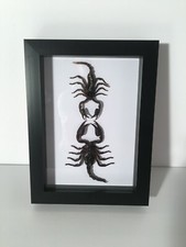 2 scorpions in box frame Taxidermy Insect Art