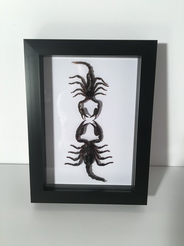 Scorpions box frame - in,