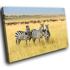 A634 Africa Zebra Yellow Grass