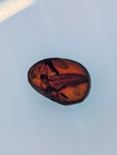 Genuine dominican amber - genuine,