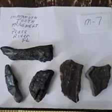 Mammoth Tooth Fragment Fossil