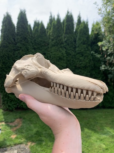 Killer whale orca skull - orca,