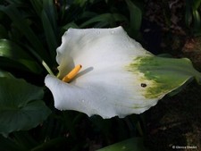 ZANTEDESCHIA AETHIOPICA GREEN
