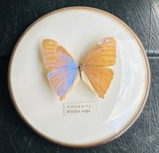 Aega morpho taxidermy - aega,