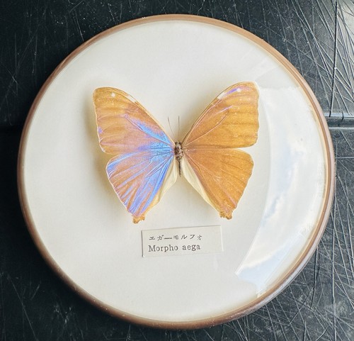 Aega morpho taxidermy - morpho,