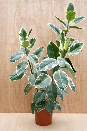 Ficus elastica tineke - ficus, ‘tineke’