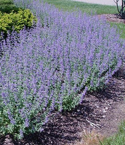 Nepeta faassenii walker s - faassenii, 'walker's
