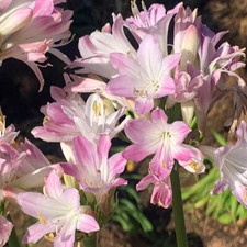 Agapanthus Blush Pink, 3 x
