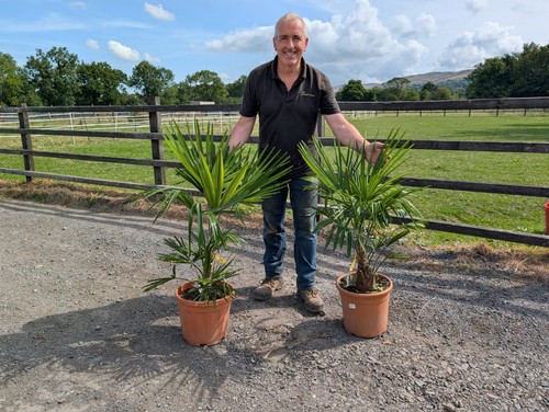 4ft 15 trachycarpus - 2, 3-4ft