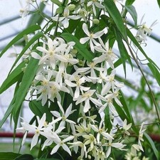 Clematis armandii 3lt Pot Evergreen Flowering Climber Tropical