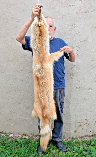 Biggg red coyote pelt - red,